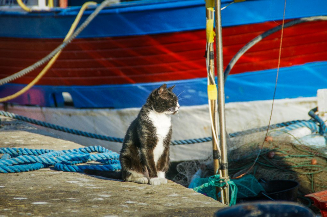 chat et bateau